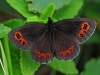 Scotch Argus.
