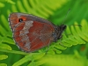 Scotch Argus