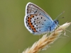 Silver Studded Blue