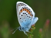 Silver Studded Blue