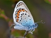Silver Studded Blue