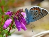 Silver Studded Blue