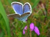 Silver Studded Blue