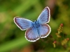 Silver Studded Blue