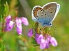 Silver Studded Blue