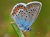 Silver Studded Blue