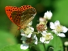 Silver Washed Fritillary