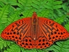 Silver Washed Fritillary