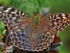 Silver Washed Fritillary (valezina)