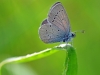 Small Blue