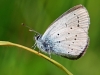 Small Blue