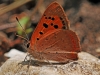 Small Copper
