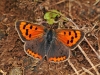 Small Copper