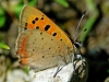 Small Copper