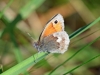 Small Heath