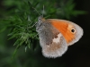 Small Heath