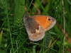 Small Heath
