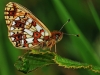 Small Pearl Bordered Fritillary