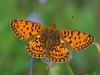 Small Pearl Bordered Fritillary