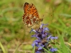 Small Pearl Bordered Fritillary