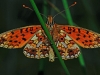 Small Pearl Bordered fritillary
