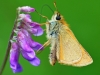 Small Skipper