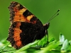 Small Tortoishell