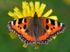 Small Tortoiseshell