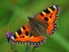 Small Tortoishell
