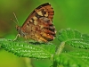 Speckled Wood