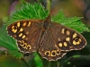 Speckled Wood