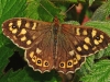 Speckled Wood