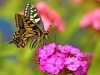Swallowtail