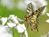 Swallowtail