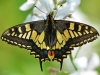 Swallowtail