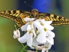 Swallowtail