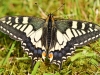 Swallowtail