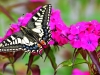 Swallowtail
