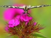 Swallowtail