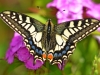 Swallowtail