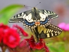 Swallowtail