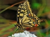 Swallowtail