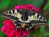 Swallowtail.