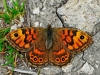 Wall