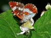 White Admiral