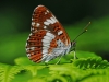 White Admiral