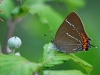 White Letter Hairstreak