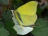 Brimstones