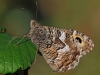 Grayling..