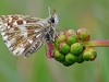Grizzled Skipper